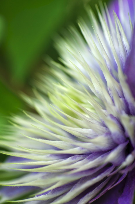 Spiky Flower