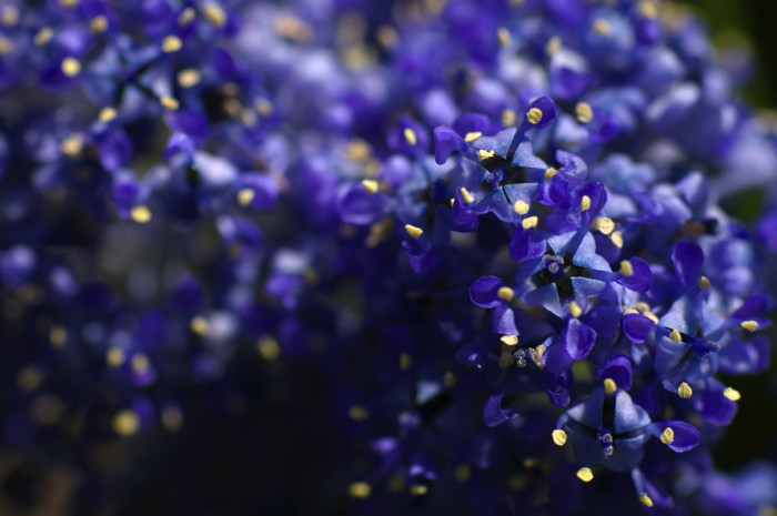 Blue Flowers
