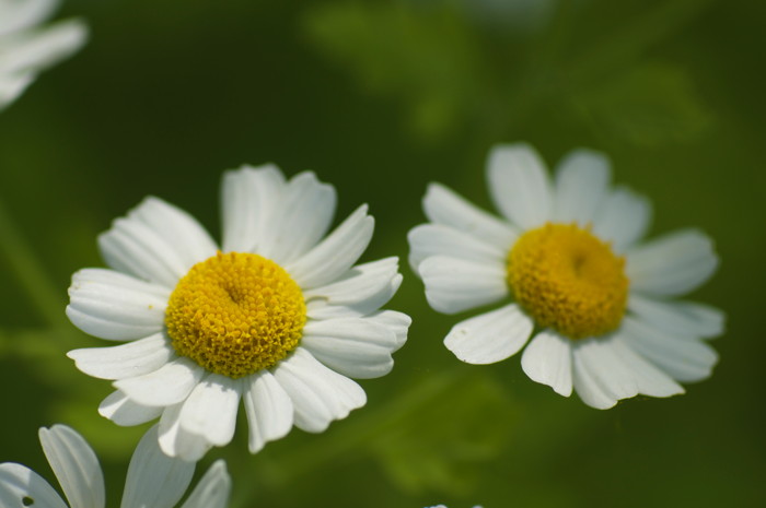 Daisies