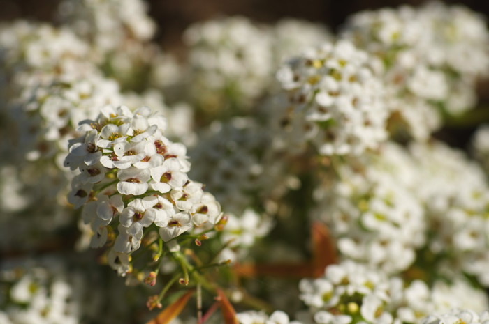 White Flowers