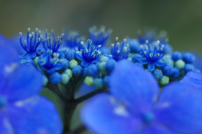 Blue Flowers