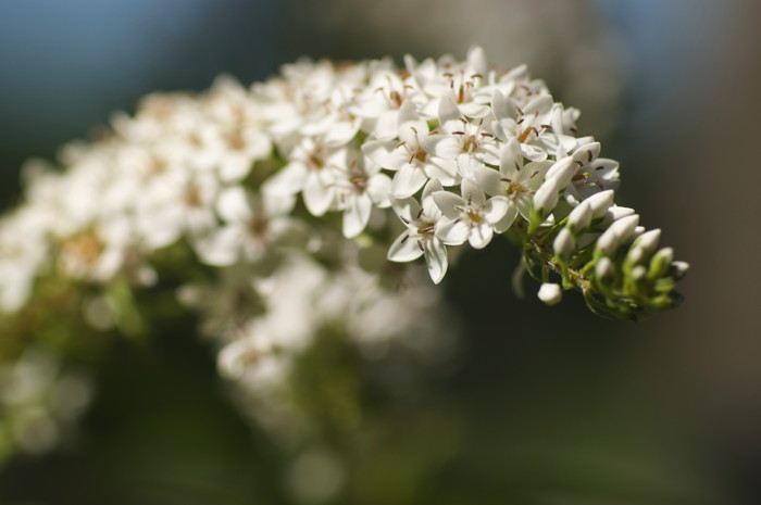 White Flowers