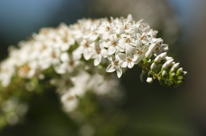 White Flowers
