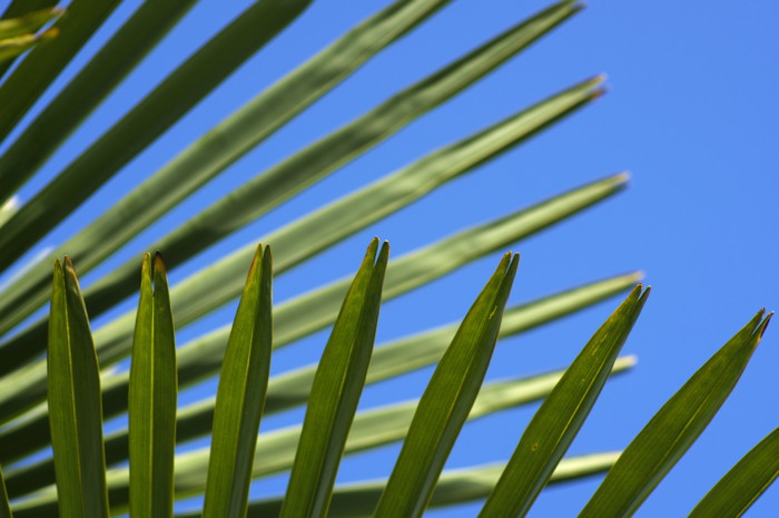 Palm Tree Leaves