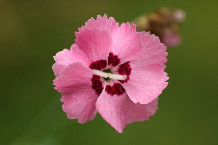 Pink Flower