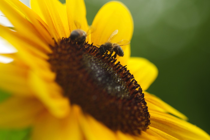Bees On Sunflower
