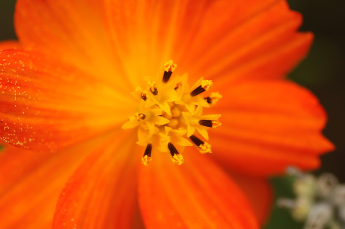 Orange Flower