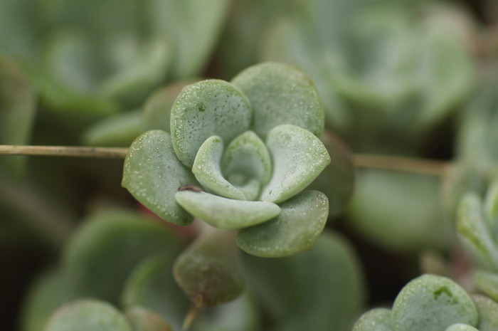 Succulent Plant