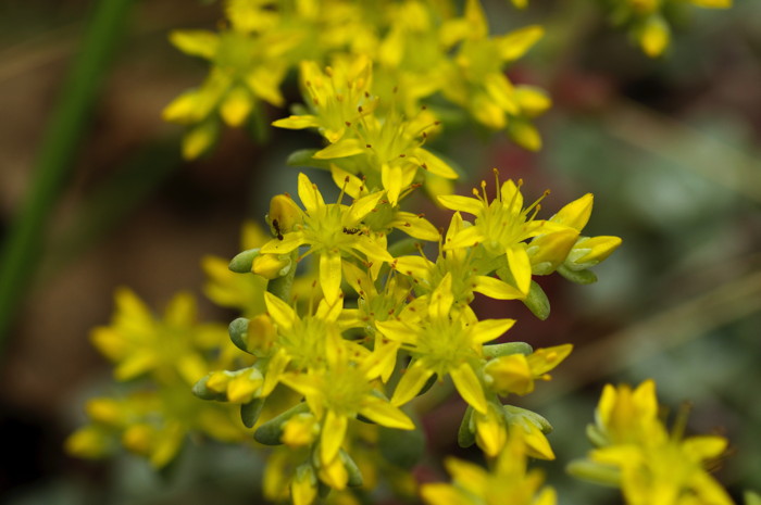 Yellow Flowers