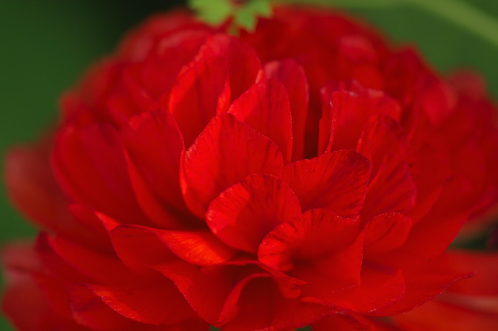 Red Flower
