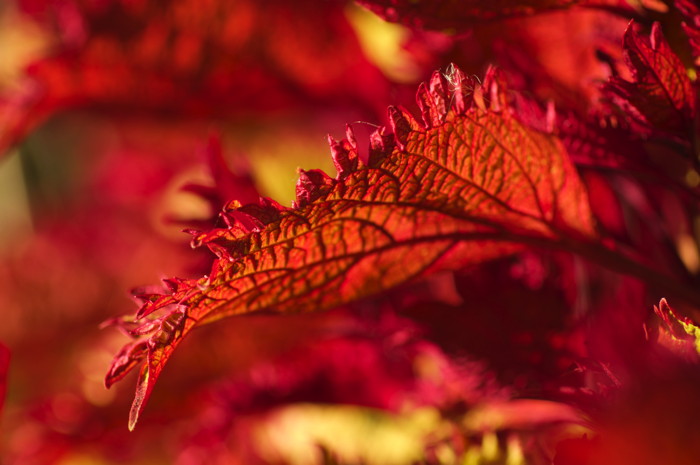 Red Leaves