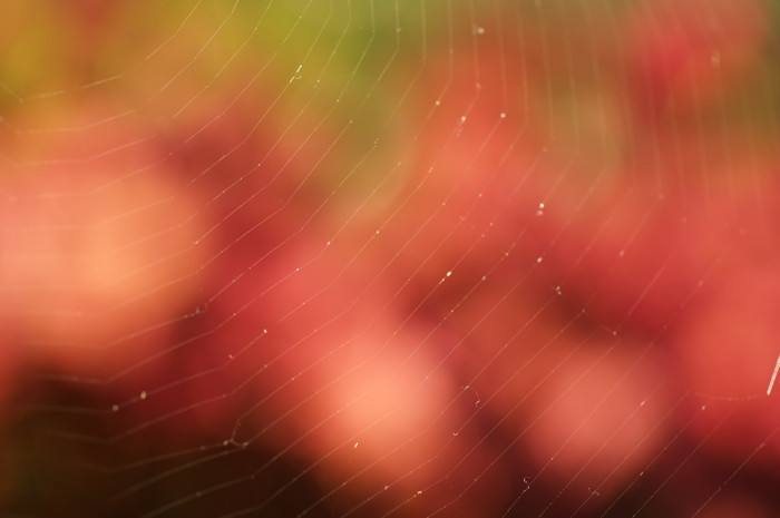 Spiderweb