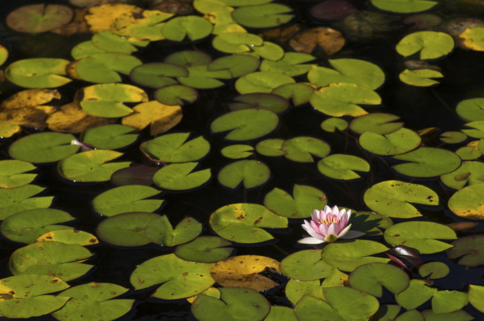 Lilypads