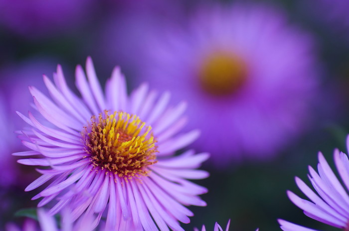 Asters