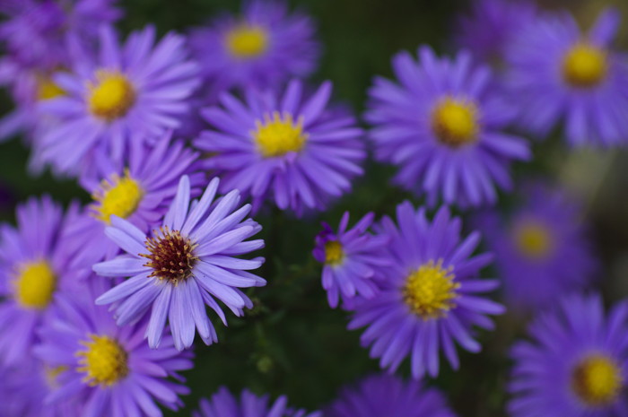 Asters