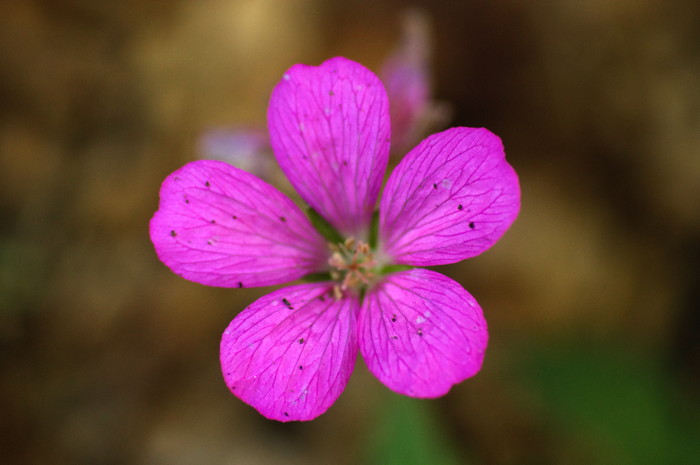 Pink Flower