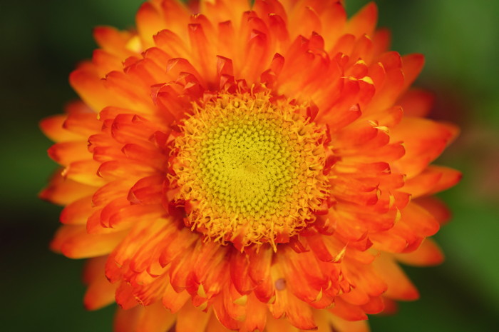Orange Flower