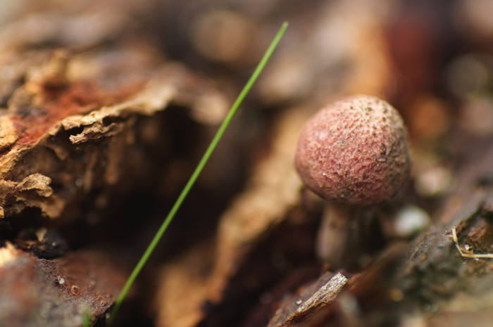 Tiny Mushroom