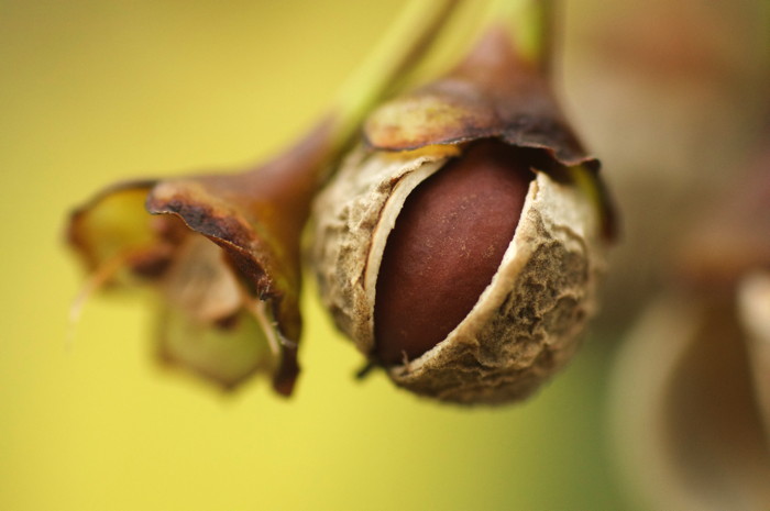 Seed Pod