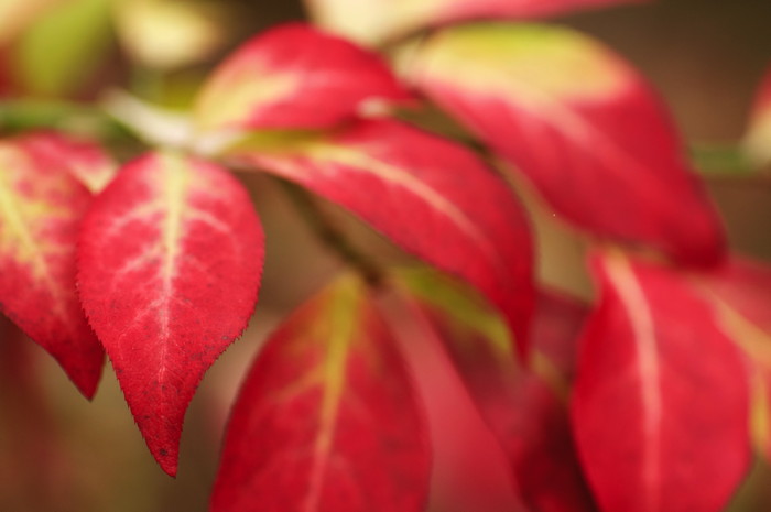 Red Leaves
