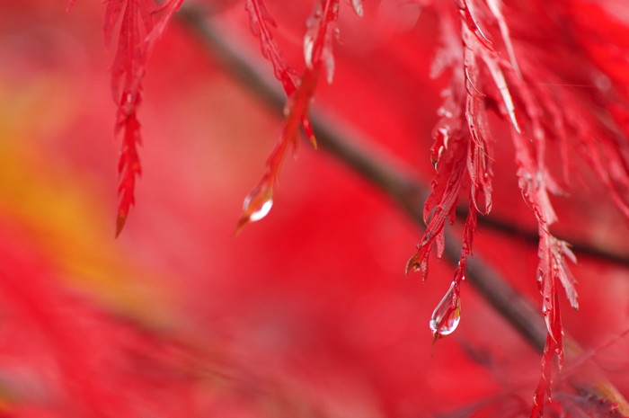 Red Leaves