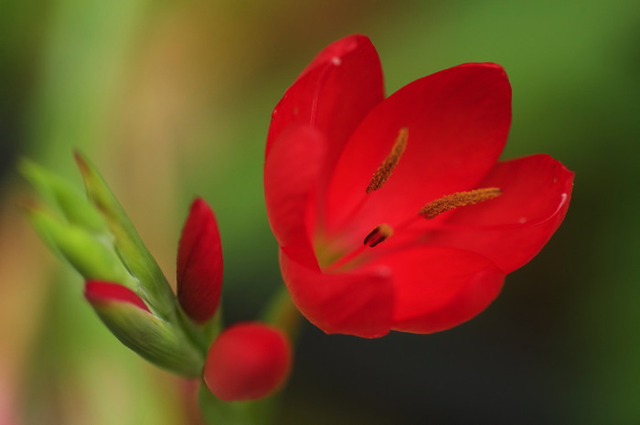 Red Flower