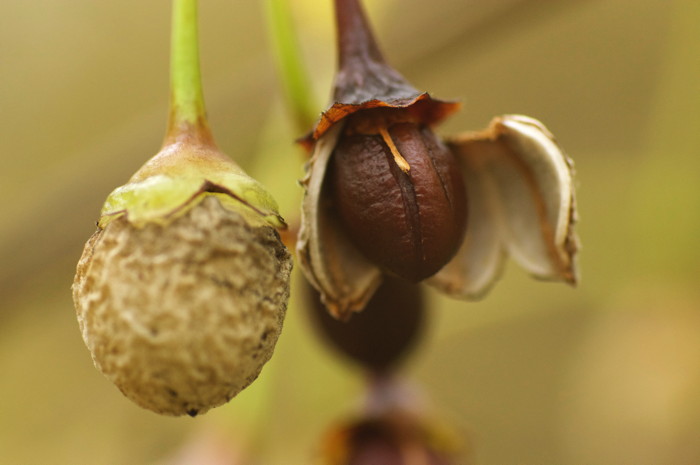Seed Pods