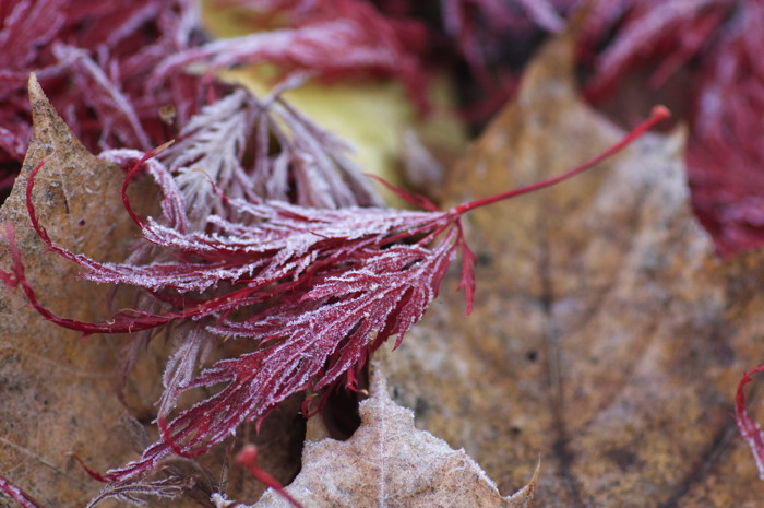 Frosty Leaves