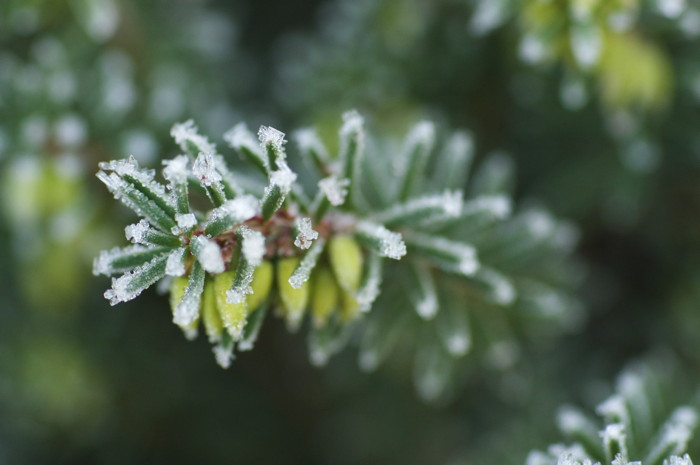 Frosty Needles