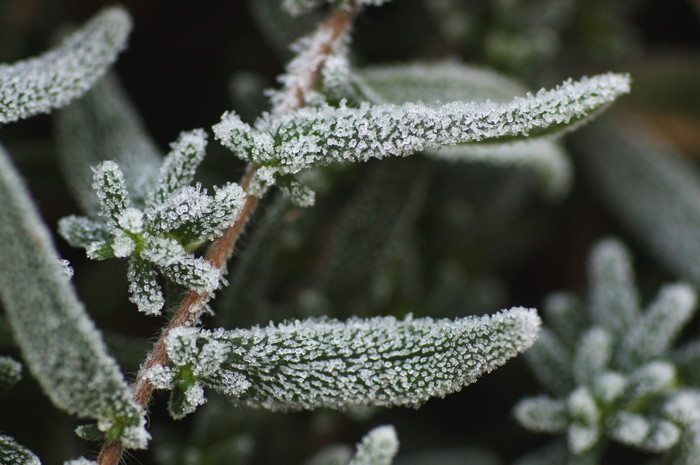 Frosty Leaves