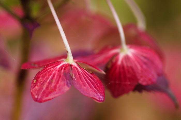 Red Flowers