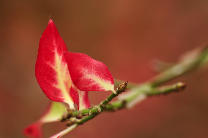 Red Leaves