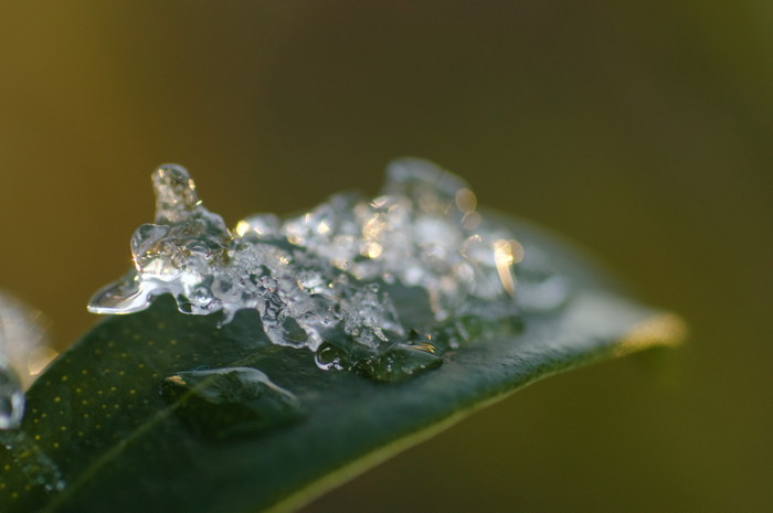 Icy Leaf