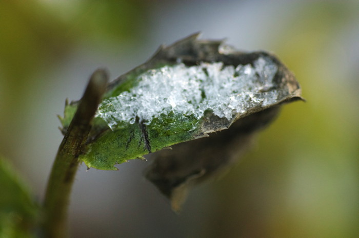 Icy Leaf