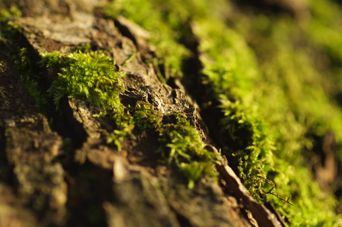 Mossy Bark