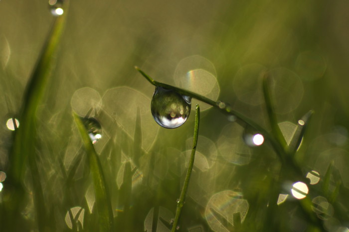 Dew Drop