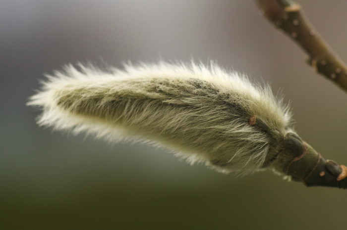 Magnolia Bud
