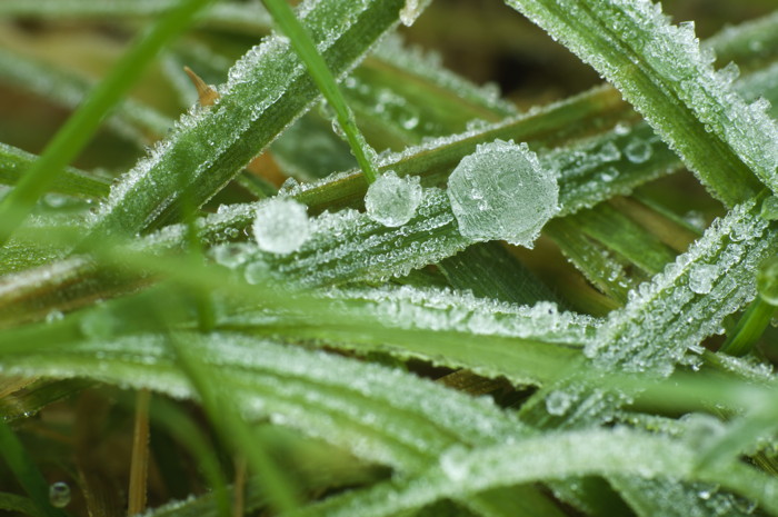 Frozen Dew