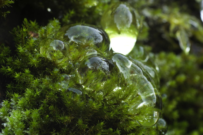 Ice On Moss