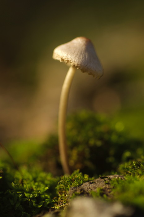 Mushroom
