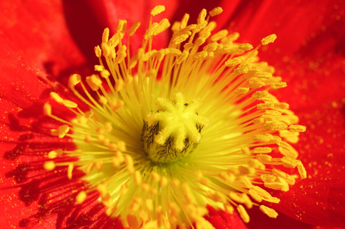 Poppy Flower