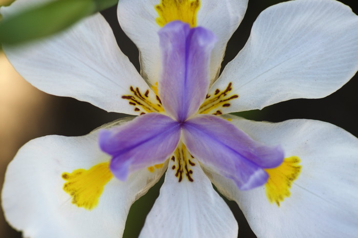 African White Iris