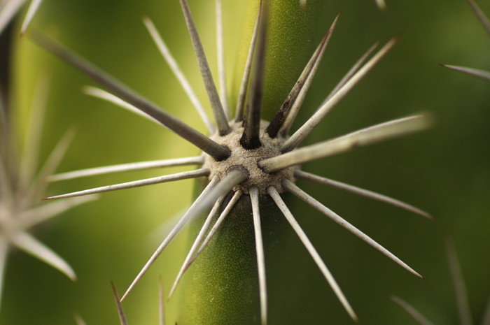 Cactus Spikes