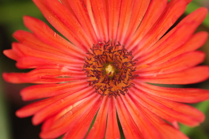 Orange Flowers