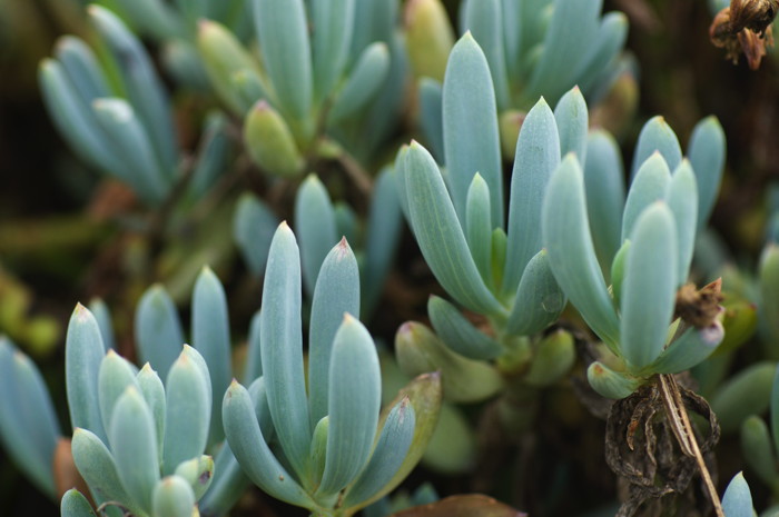 Succulent Plant