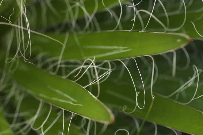 Hairy Succulent Plant