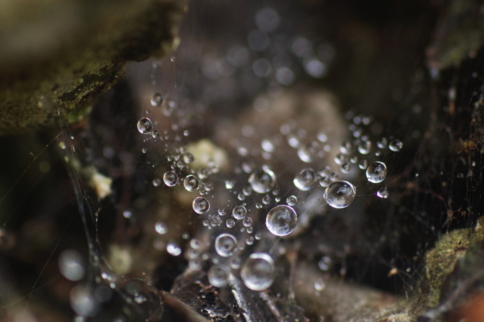 Wet Spiderweb