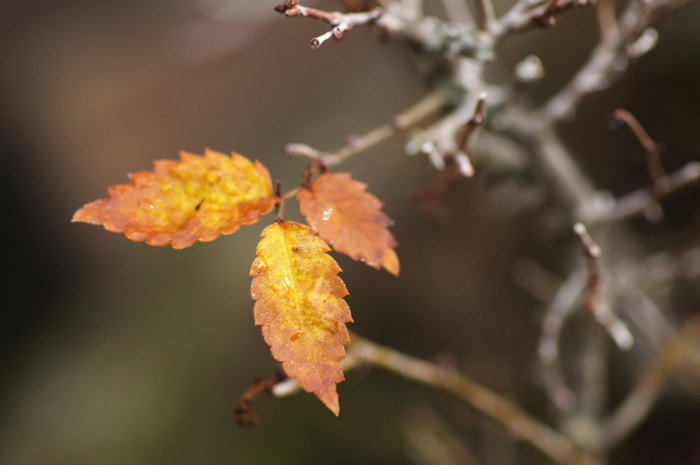 Brown Leaves