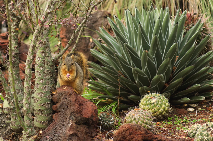 Red Squirrel