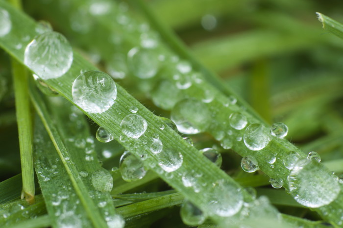 Frozen Dew